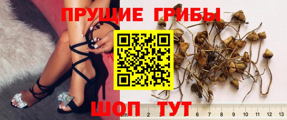 как найти   Псилоцибиновые грибы Cubensis  Абакан  Вход с VPN  Галлюциногенные грибы прущие грибы 